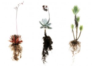 Your company "soil" supports the plants you choose.  