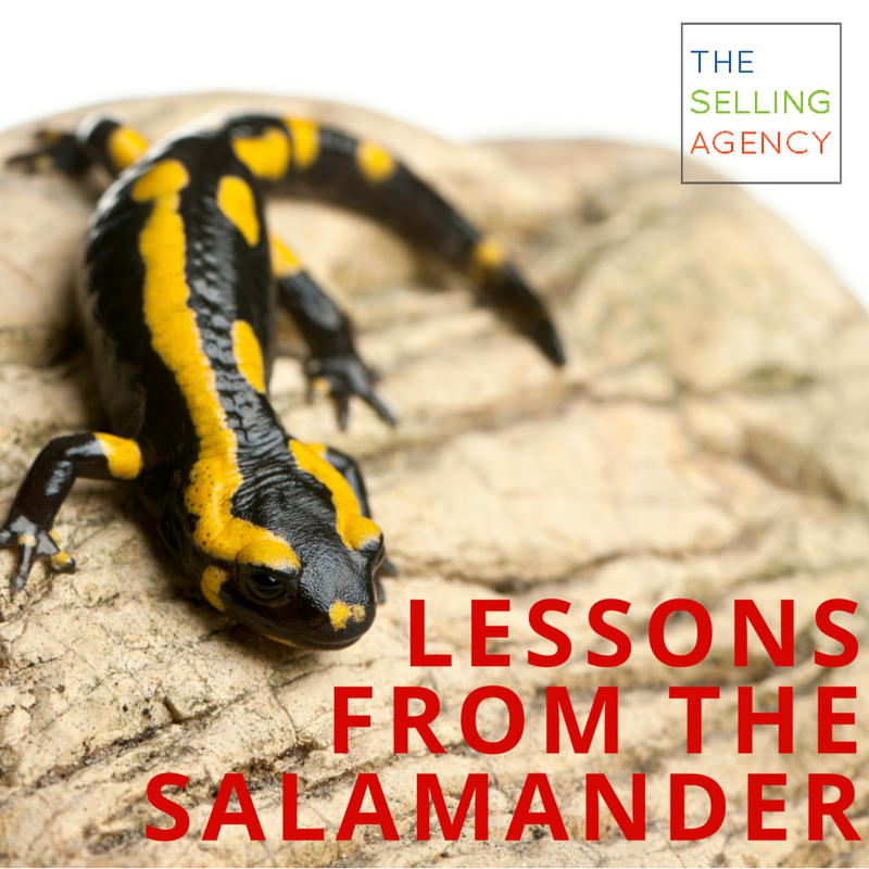 Lessons from the salamander, Sheila C. Johnson's Four Keys to Business Success