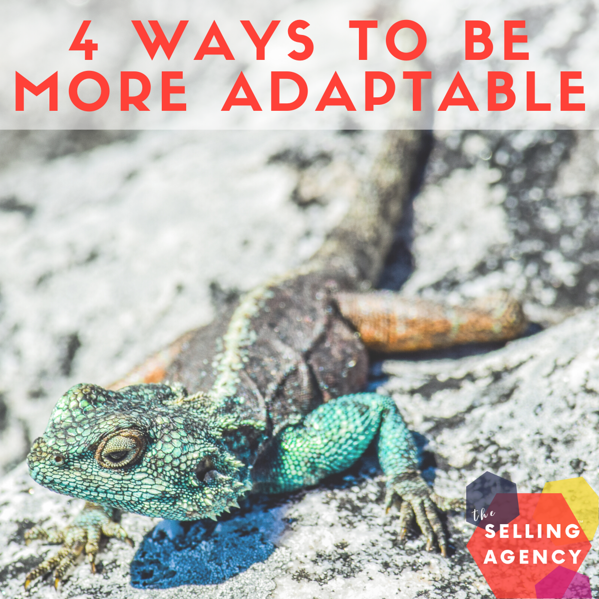 4-Attributes-to-help-you-be-more-adaptable